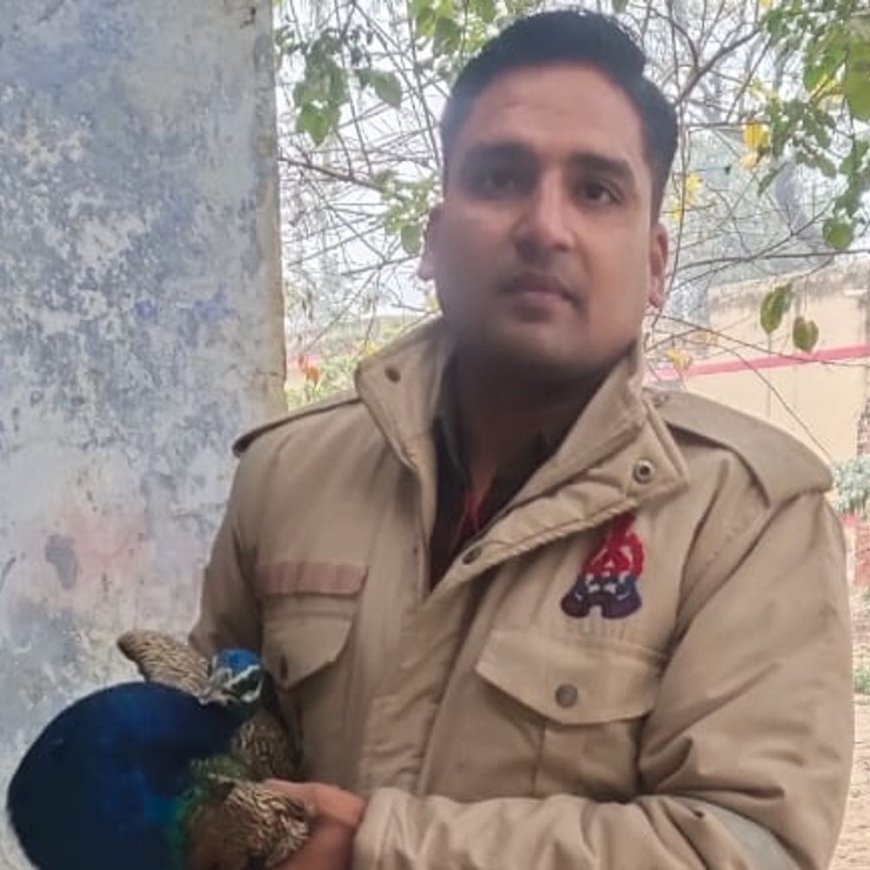 कुएं में गिरा घायल मोर, पीआरबी के जवानों ने निकाला:12 घंटे के बाद हुआ रेस्क्यू, वन विभाग के हवाले किया गया