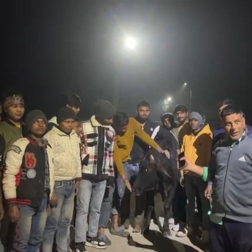 कड़ाके की ठंड में काली नदी में फंसी गाय:नहीं पहुंचे पालिका के जिम्मेदार, गोशाला की टीम ने लोगों की मदद से निकाला
