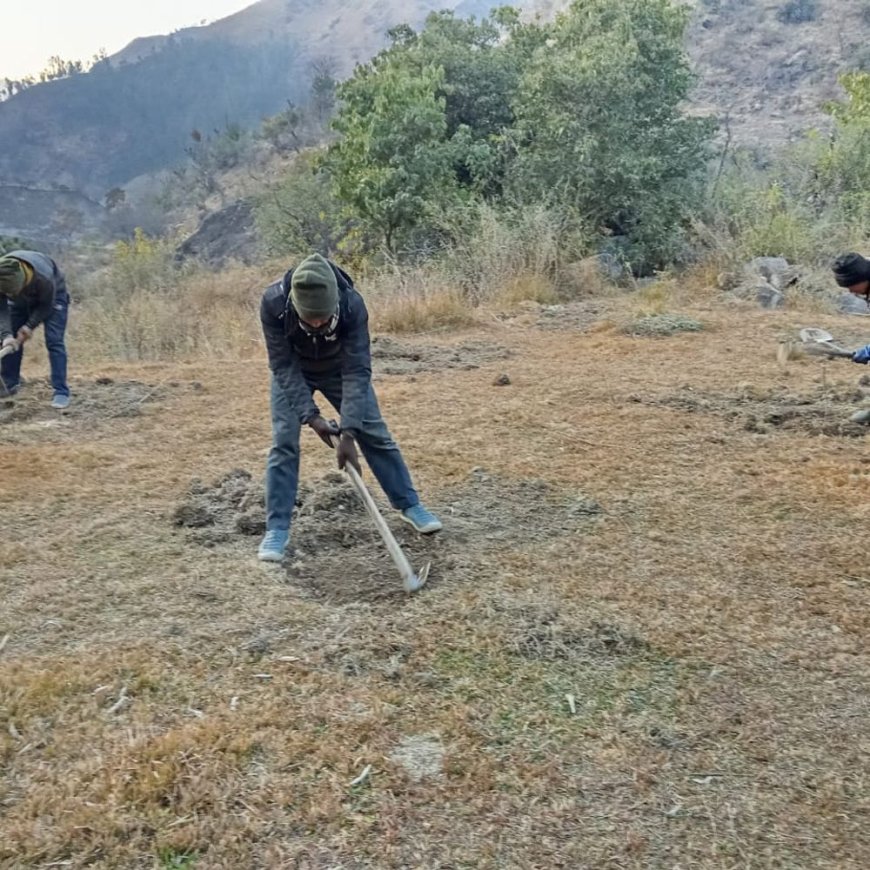 शिमला में बर्फबारी और बारिश से लौटी जमीन की नमी:सेब और प्लम की बागवानी को मिली नई जान, बागवानों के चेहरे खिले