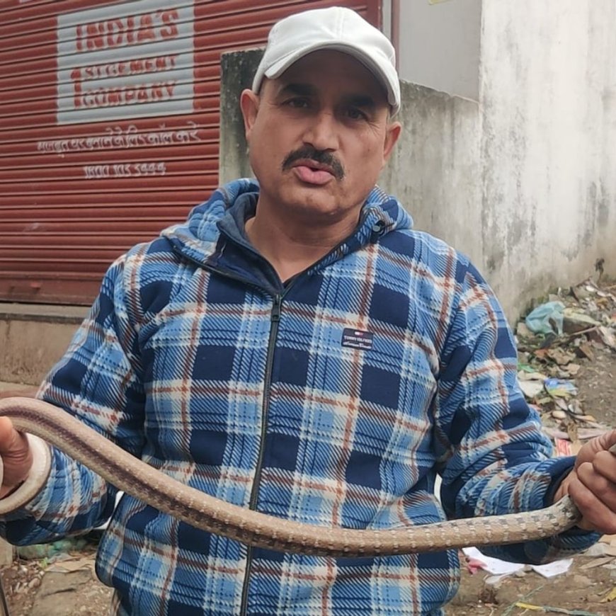 सुजानपुर बाजार में घुसा बड़ा सांप:व्यापारियों और ग्राहकों में मचा हड़कंप, स्नेक मैन ने रेस्क्यू कर पकड़ा
