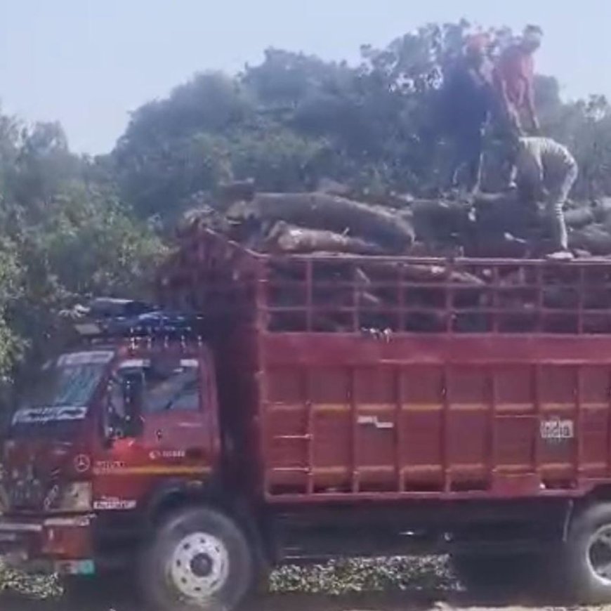 बुलंदशहर में भूमाफिया उजाड़ रहे हरे-भरे बाग:इलेक्ट्रिक आरी से रातोंरात काटे जा रहे पेड़, अधिकारियों की मिलीभगत का आरोप