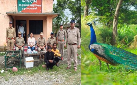 मोर की मौत से खुला शिकारी खेल, वन विभाग ने दबोचे दो शिकारी