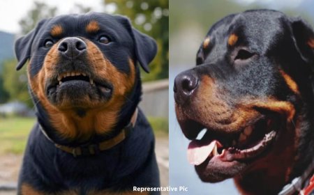 महिला पर रॉटविलर कुत्तों का हमला: सिर, हाथ और पैर पर लगे 200 टांके, दो हड्डियां टूटीं