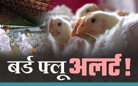 हरिद्वार में बर्ड फ्लू अलर्ट: पोल्ट्री, अंडे और मांस के परिवहन पर रोक, सैंपलिंग तेज़