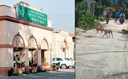 देहरादून: आवारा कुत्तों की समस्या का समाधान, ABC सेंटर की क्षमता तीन गुना बढ़ाएगा नगर निगम