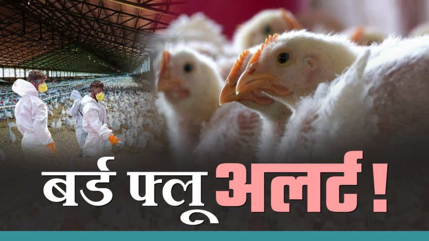 “हरिद्वार में Bird Flu Alert: एक हफ्ते तक पोल्ट्री, अंडे और मांस के परिवहन पर रोक, सैंपलिंग व जागरूकता अभियान तेज”