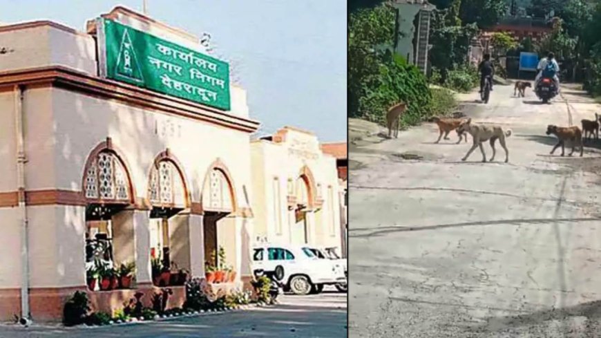 देहरादून: आवारा कुत्तों के आतंक पर लगेगी लगाम, ABC सेंटर की क्षमता को तीन गुना बढ़ाएगा नगर निगम