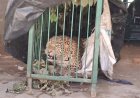 वन विभाग ने ट्रैप कैमरे और पिंजरे से पकड़ा गुलदार