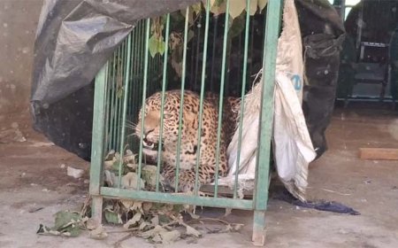 वन विभाग ने ट्रैप कैमरे और पिंजरे से पकड़ा गुलदार