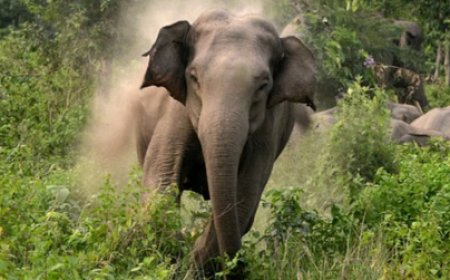 हाथी ने मां के साथ स्कूटी से जा रहे बच्चे को खींचा, सड़क पर पटक-पटक कर मार डाला