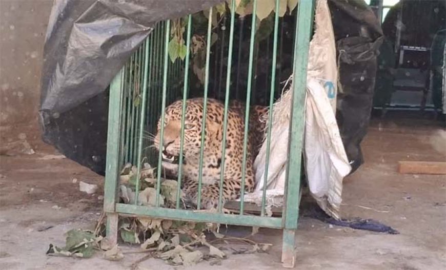 वन विभाग ने ट्रैप कैमरे और पिंजरे से पकड़ा गुलदार