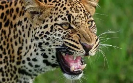 नैनीताल में हड़कंप, दिनदहाड़े गुलदार ने महिला को बनाया अपना शिकार