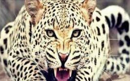 नैनीताल के धारी ब्लॉक में तेंदुए के हमले से महिला की मौत, ग्रामीणों में आक्रोश