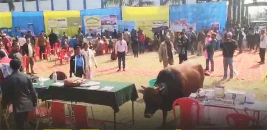 उत्तराखंड में “जन-जन की सरकार” कार्यक्रम में सांड की अफरा-तफरी का मंजर