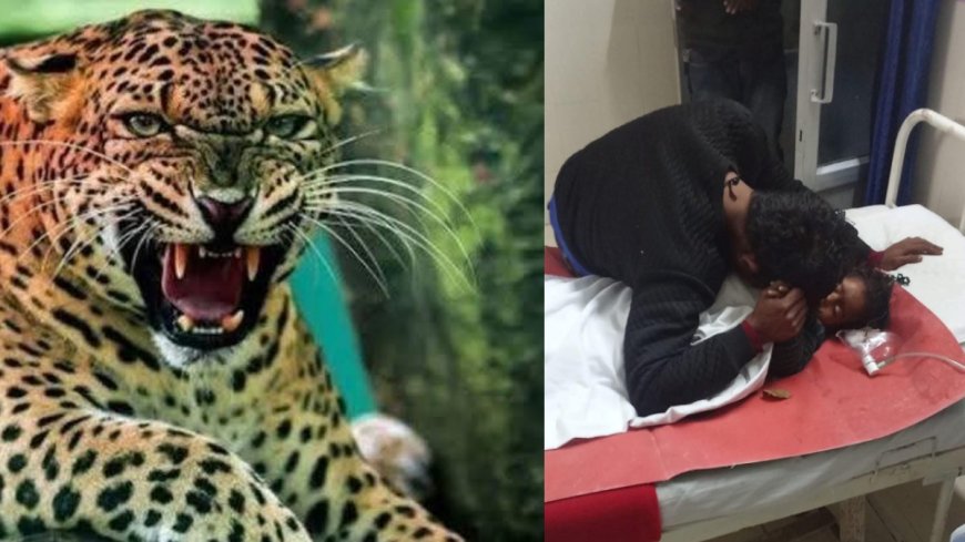 दुखद: पहाड़ों में गुलदार का आतंक, जयहरीखाल में डेढ़ साल की बच्ची का शिकार