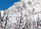 उत्तरकाशी : बर्फ से ढकी चोटियां चमकीं, सेब के बागवानों के लिए बड़ी राहत