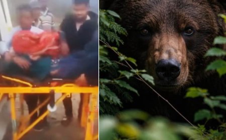 टिहरी: जंगल में घास लेने गई महिला पर भालू ने किया हमला, गंभीर हालत में एम्स रेफर