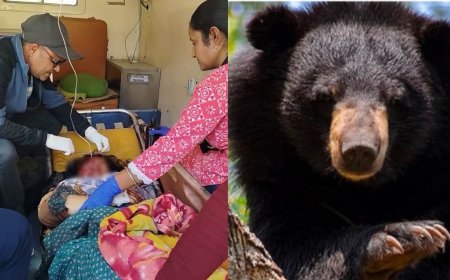 चमोली:  मायके में चारापत्ती लेने गई महिला पर भालू का हमला, गंभीर हालत में ऋषिकेश एम्स रेफर