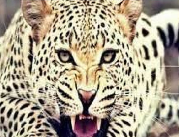 उत्तराखंड : गुलदार का आतंक फिर बढ़ा, 48 वर्षीय व्यक्ति को बनाया निवाला, क्षेत्र में दहशत