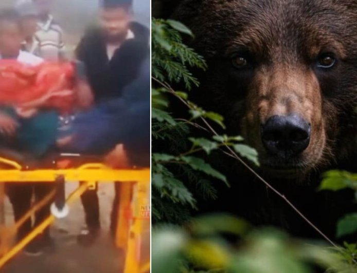 टिहरी: जंगल में घास लेने गई महिला पर भालू ने किया हमला, गंभीर हालत में एम्स रेफर