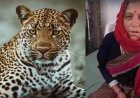 65 वर्षीय नारायणी देवी ने दरांती से गुलदार का सामना कर बचाई जान, जानिए पूरी कहानी