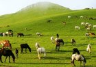 उत्तराखंड में फिल्म संस्कृति को नई पहचान, पहली बार फिल्म पुरस्कारों का आयोजन, फिल्मों, कलाकारों और तकनीकी प्रतिभाओं को मिलेगा सम्मान
