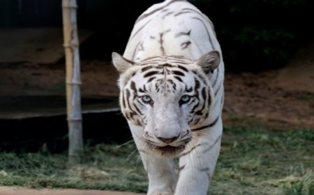 उत्तराखंड में पहली बार सफेद बाघ: देहरादून चिड़ियाघर में पर्यटकों को मिलेगा दुर्लभ दीदार