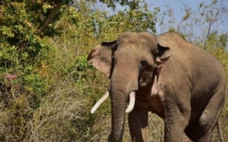 डोईवाला के झबरावाला में हाथी का हमला, 45 वर्षीय व्यक्ति की मौत