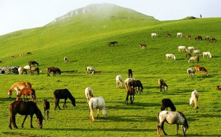 उत्तराखंड में फिल्म संस्कृति को नई पहचान, पहली बार फिल्म पुरस्कारों का आयोजन, फिल्मों, कलाकारों और तकनीकी प्रतिभाओं को मिलेगा सम्मान