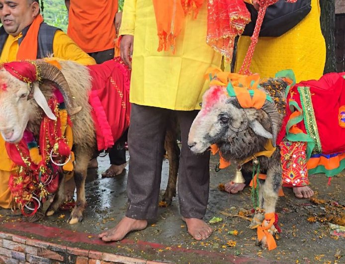 आस्था या दैवीय चमत्कार: इस बार दो दो चौसिंग्या खाडू कर रहे नंदा बड़ी जात में अगुआई