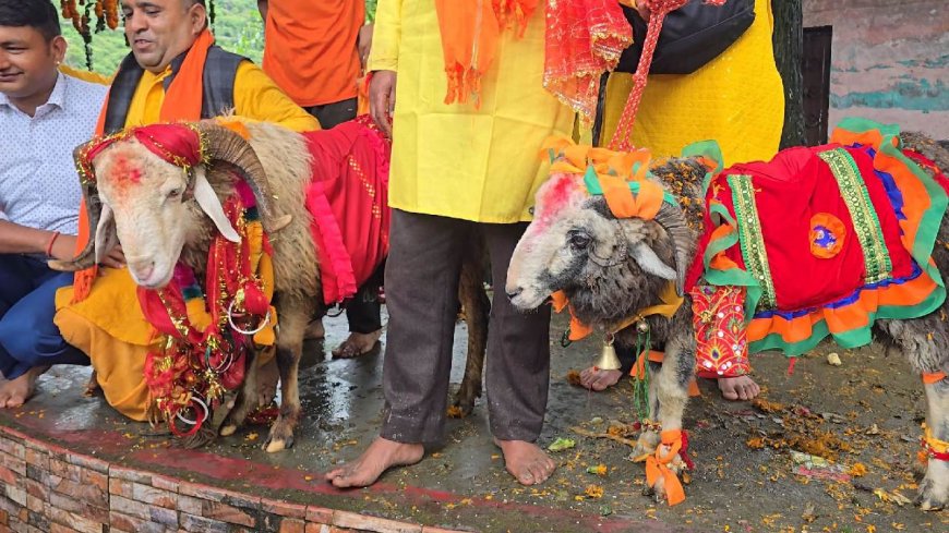 आस्था या दैवीय चमत्कार: इस बार दो दो चौसिंग्या खाडू कर रहे नंदा बड़ी जात में अगुआई