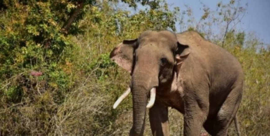 डोईवाला के झबरावाला में हाथी का हमला, 45 वर्षीय व्यक्ति की मौत