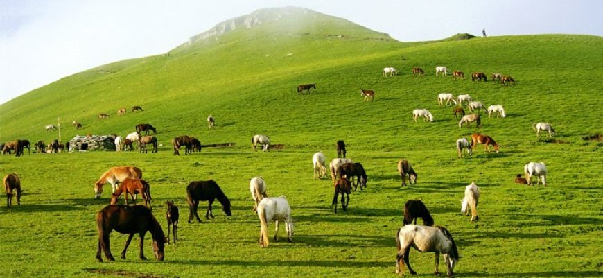 उत्तराखंड में फिल्म संस्कृति को नई पहचान, पहली बार फिल्म पुरस्कारों का आयोजन, फिल्मों, कलाकारों और तकनीकी प्रतिभाओं को मिलेगा सम्मान